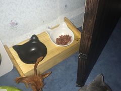 -猫大福·Fortune Cat猫舍(百子湾店)