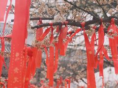 -西安青龙寺遗址景区