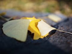 -苏州河梦清园环保主题公园