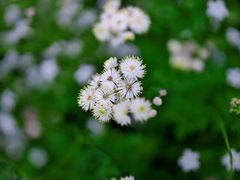 -白草畔自然风景区