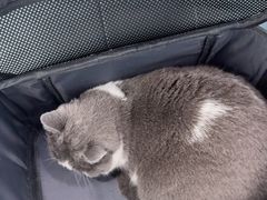 -纳吉亚猫专科动物诊疗中心(蒋宅口分院)