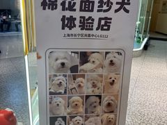 -momokira米努特·德文卷毛猫·棉花面纱犬
