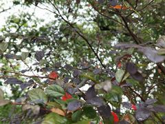 -吴淞炮台湾湿地森林公园烧烤区