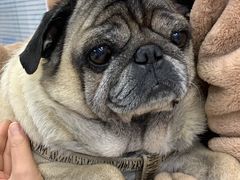 -北京博爱动物医院有限公司