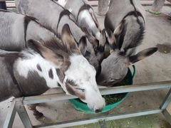 -清迈夜间动物园