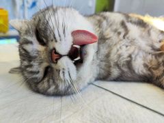 -艾吉宠物医院·疑难杂症转诊中心·猫友好(碧江路院)