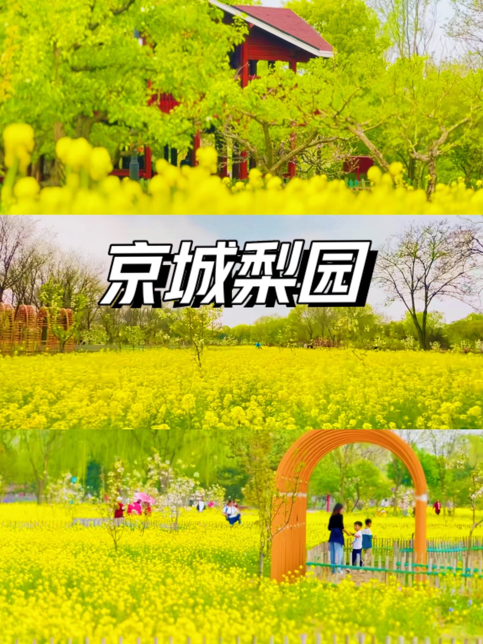 在北京!免费油菜花花海打卡圣地——京城梨园