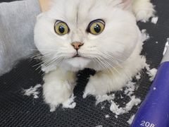 -PETKIT 小佩宠物·低压洗护·美容·寄养(安远店)