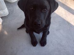 -瑞派福兴宠物医院犬猫全科·骨科·中西医结合(河东店)