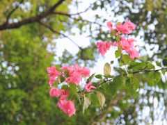 -大埔公路-马料水段香港中文大学(公交站)