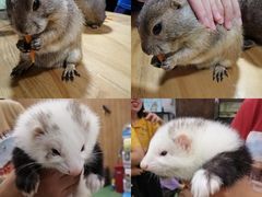 -藦茜花园宠物主题亲子互动体验馆(国顺东路店)