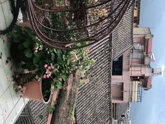 -喵屿·大理花园猫咖