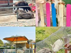 -上海佘山世茂艾美酒店