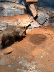 -Zoolung Zoolung动物主题公园(海信广场店)