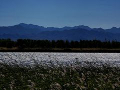-野鸭湖国家湿地公园