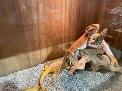 -酷以爬仙阁实体爬宠店·守宫·蜥蜴·专业繁育