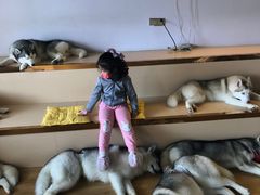 -Husky Go! 哈士奇体验馆·宠物咖啡厅狗咖