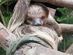 -正佳雨林生态植物园