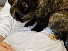 -喵园·猫主题咖啡厅·撸猫·猫咖(国贸店)