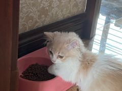 -宠爱国际动物医院· 猫科· 外科·中兽医(长白店)