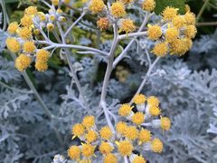 -新虹桥中心花园