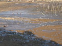 -北岐滩涂