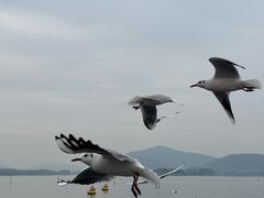 -蠡湖大桥公园