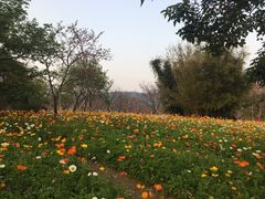-天适樱花悠乐园