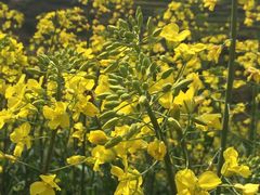 -桑洲油菜花景区