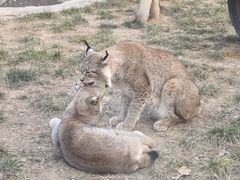 -石家庄市动物园