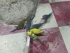 -上海大自然野生昆虫馆(东方明珠·爬宠昆虫探索中心)
