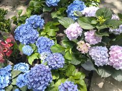 -中环花鸟鱼虫市场