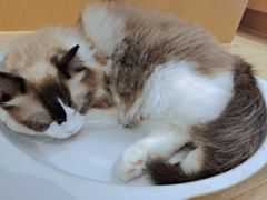 -CAT’S MEWSTAR CAFE·喵星球猫屋(晴湾咖啡店)