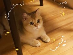 -喵zoo家庭繁育猫舍(尖东智能花园店)
