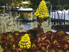 -墨尔本皇家植物园