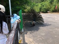 -西霞口神雕山野生动物世界