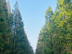 -黄海国家森林公园