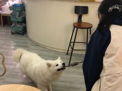 -柴犬小屋·柴餐厅·狗咖食堂(金鼎广场店)