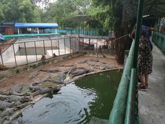 -是拉差龙虎园(Permanently closed)