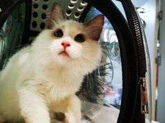 -东方名猫馆·英短金渐层布偶猫舍(环线广场1号楼店)