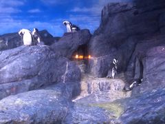 -暹罗海洋世界