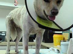 -安安宠医·安宠宠物医院