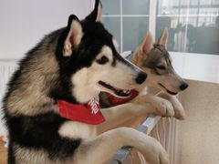 -Husky Go! 哈士奇体验馆·宠物咖啡厅狗咖