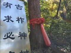 -天女山森林公园
