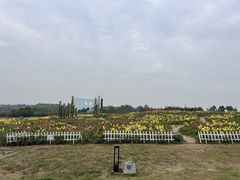-空港花田景区