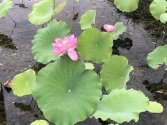 -昆山城市生态森林公园