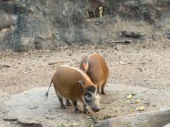 -清迈夜间动物园