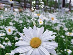 -灞河西岸滨河公园