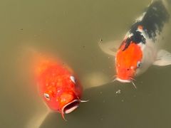 -大湾区中央湿地公园