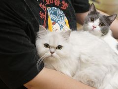 -Pets First伊珊娜洗护·精致美容·家庭式寄养(新会路店)
